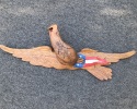 Teak Eagle