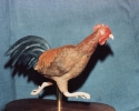 Running Rooster